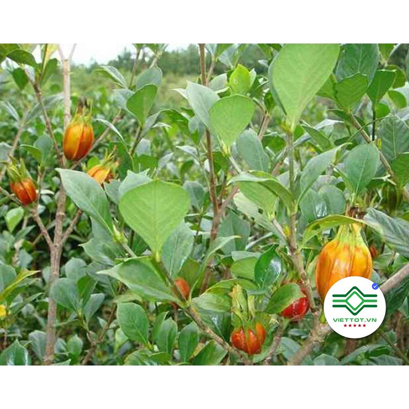 Hạt dành dành (Chi tử) - hỗ trợ bể thận đường tiết liệu vàng da 100g VT132