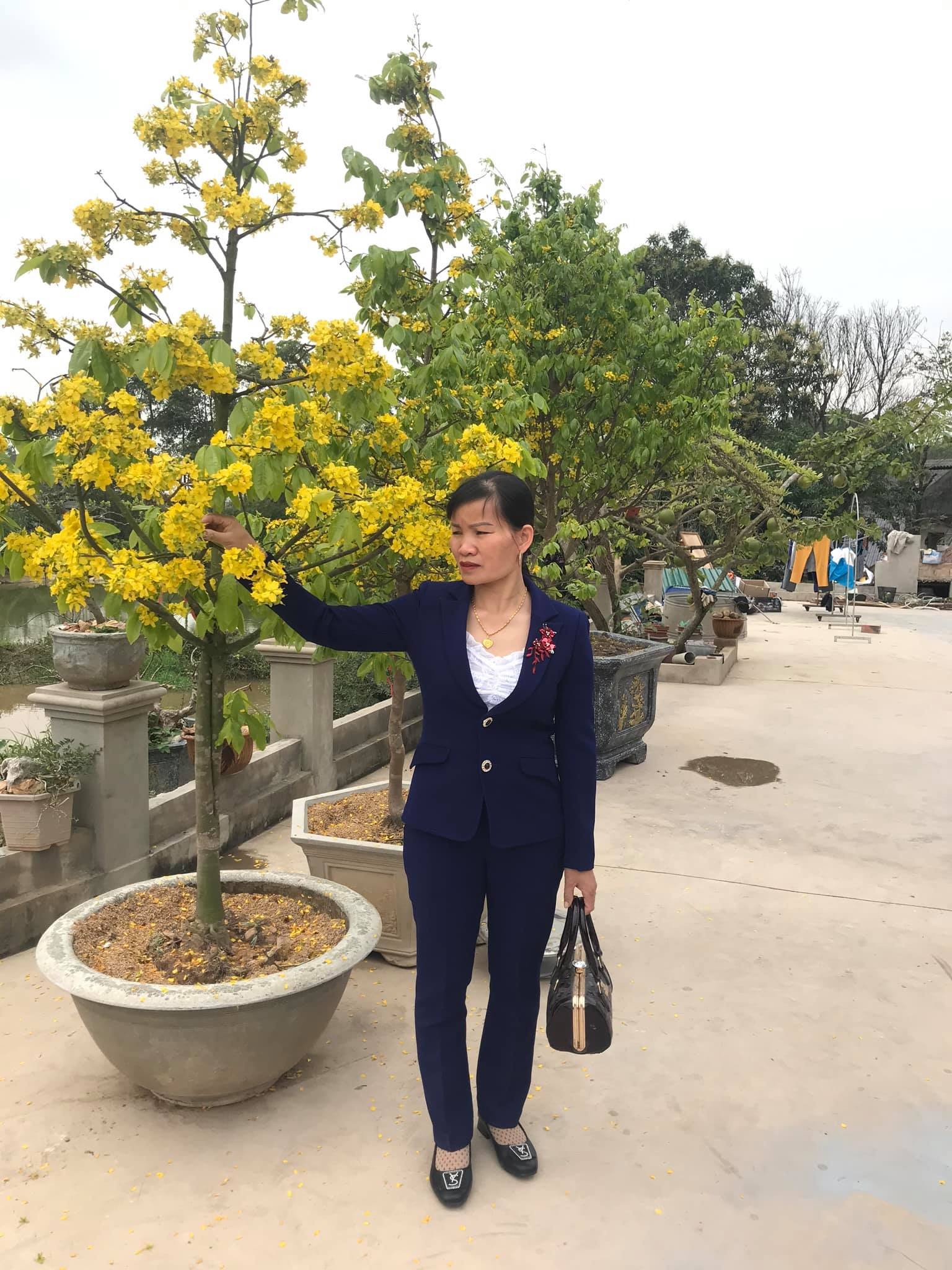 Combo 05 cây giống mai vàng yên tử (có bảo hành) (cam kết giống chuẩn có bảo hành) (Magnolia Boutiqu