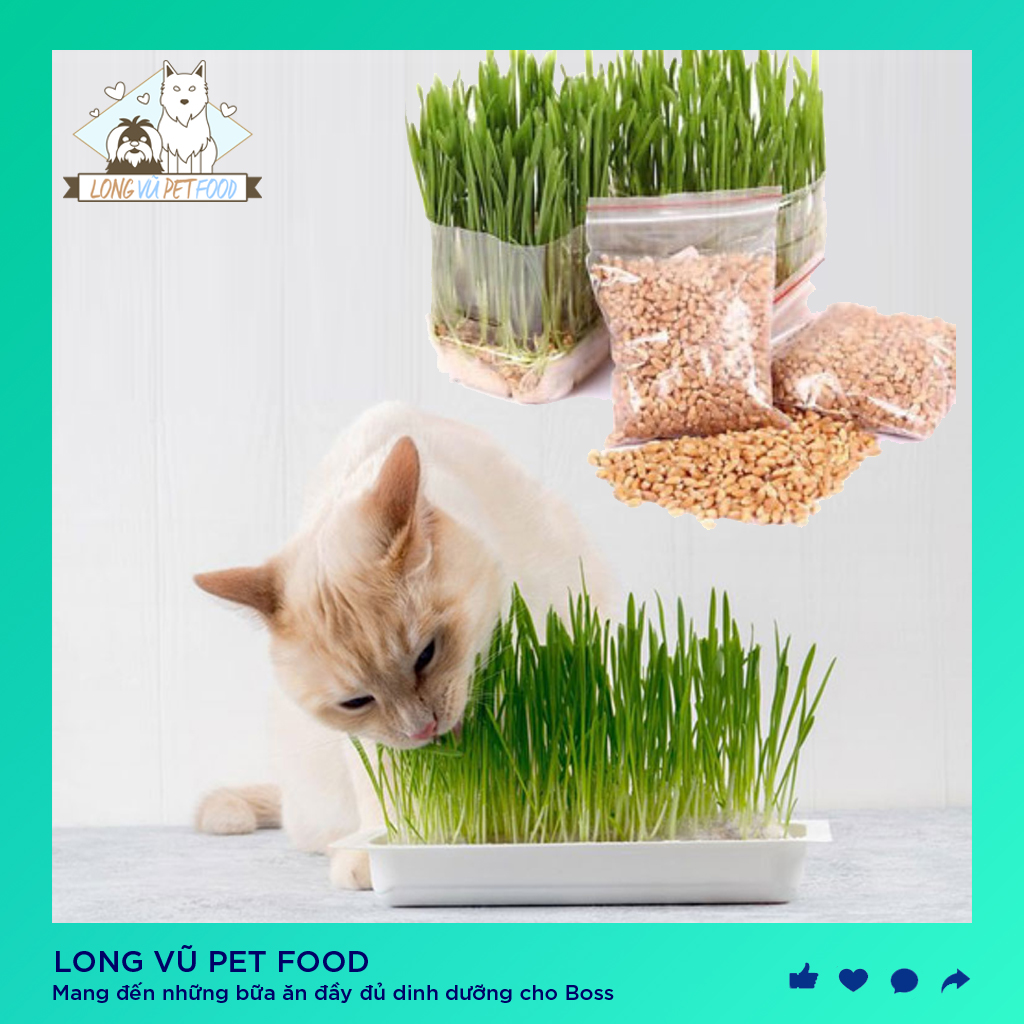 Hạt giống cỏ mèo bổ xung chất xơ giúp tiêu búi lông cho mèo túi 10g - Long Vũ Pet Food