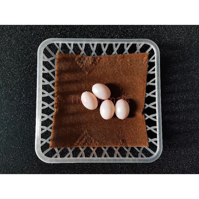 Rổ nhựa đẻ để trứng chim bồ câu bền đẹp tiện dụng. Phụ kiện lồng chim Quang Tuân