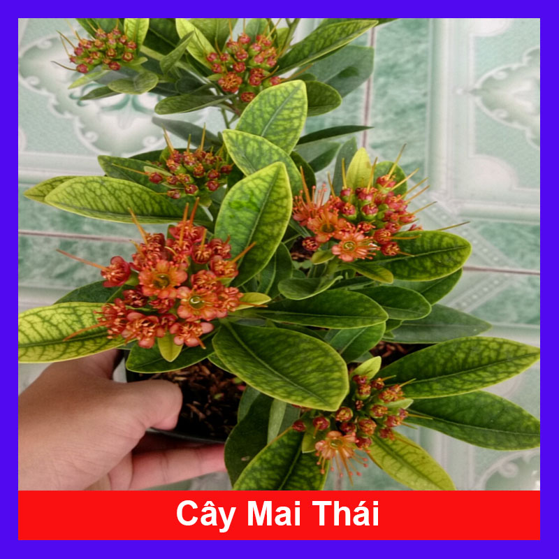 Cây Mai Thái - Cây cảnh sân vườn