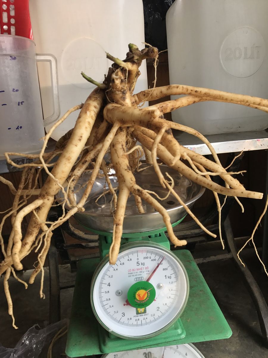 Sâm Dây Tươi Ngọc Linh Chính Hiệu Kon Tum(Loại Củ 4 Năm) - Giá Gốc Tại Địa Phương 1150K/Kg - Đảm Bảo Chất Lượng