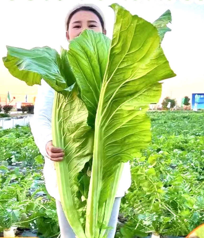 Hạt Giống Cải Xanh Khổng Lồ