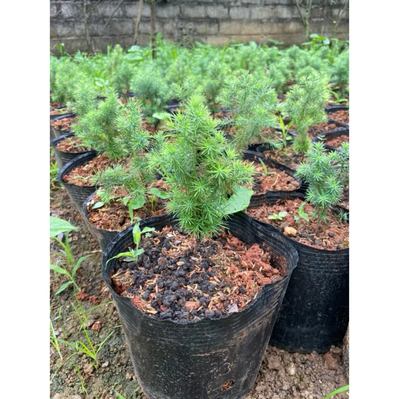 cây giống hoàng đàn tuyết lạng sơn kích thước 15-18 cm