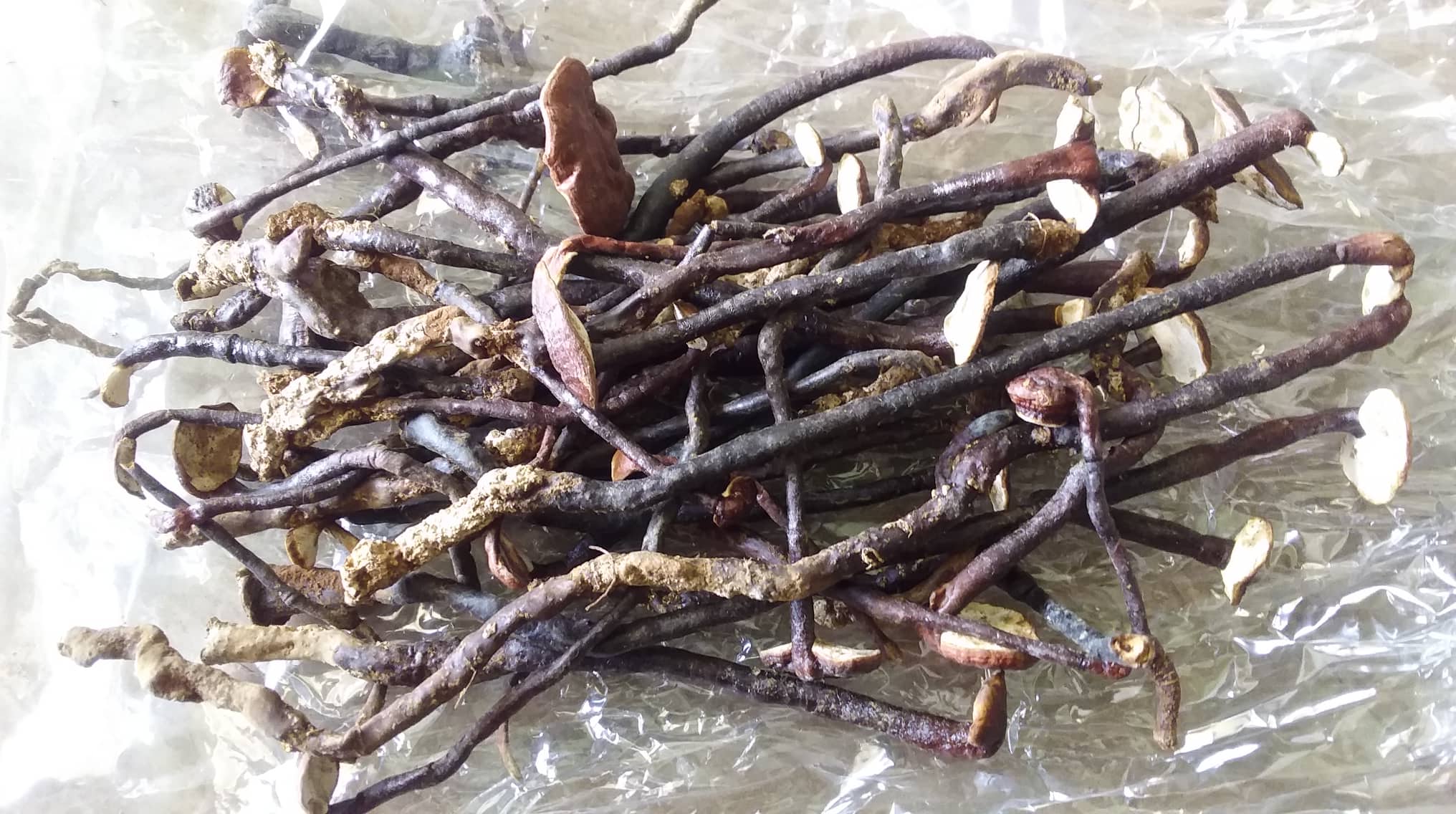 [HCM]Nấm cổ cò rừng. Gói 250g