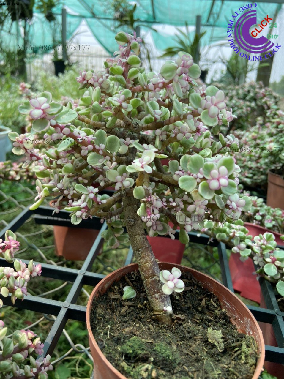 Chậu Sen Đá Đô La Hồng Nhiều Size Cây Ngọc Bích Hồng Cổ Thụ Sen Đá Đô La Hồng Cẩm Thạch 0799994919