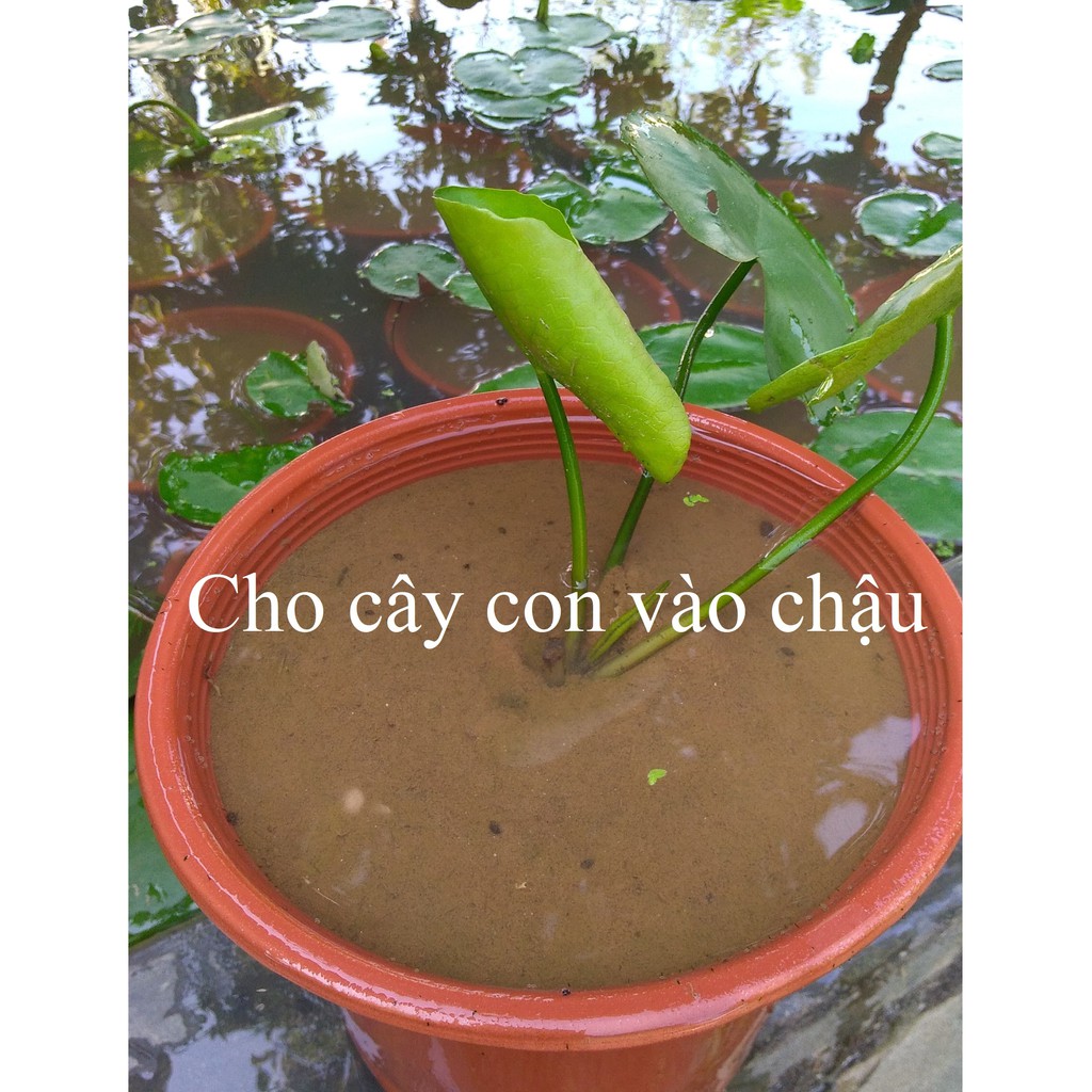 Cây hoa súng Thái Lan màu ngẫu nhiên - Cây cảnh và hạt giống (cây con đã ươm được hơn 3 tháng)