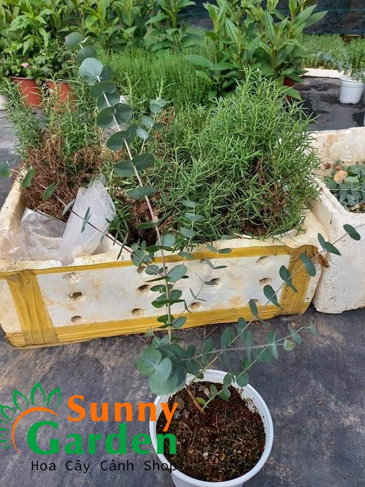 Cây Khuynh Diệp (Silver dola Lá Bạc Lá Táo) - Cây Phong Thủy