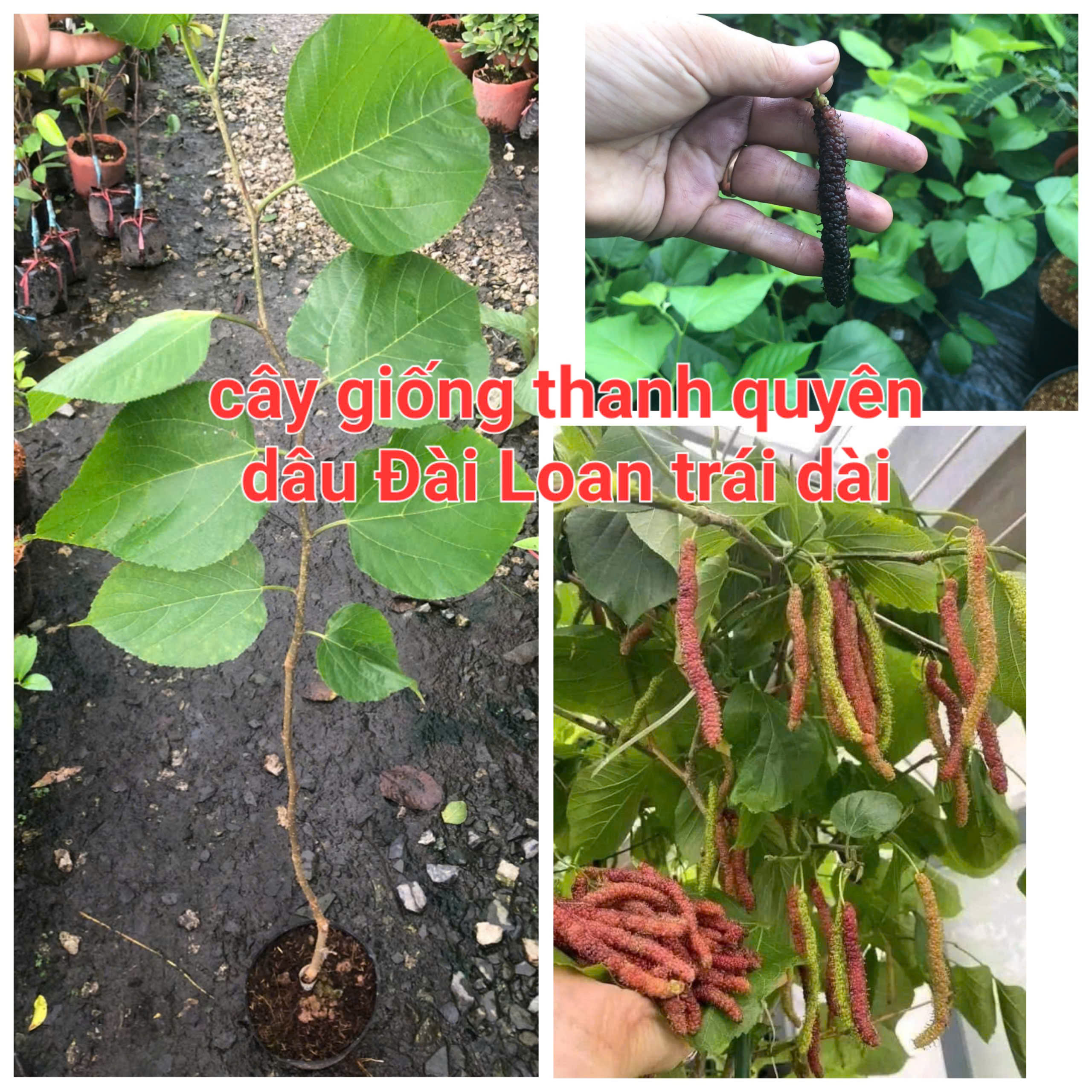 Cây dâu tằm Đài Loan trái dài, hay còn gọi dâu trái dài.cây cao 40cm đến 60cm