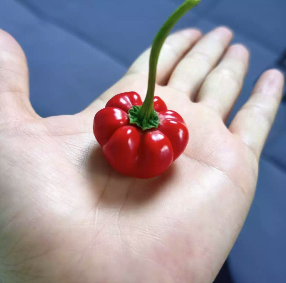 Hạt ớt bí ngô Thái Lan (gói 30 hạt)