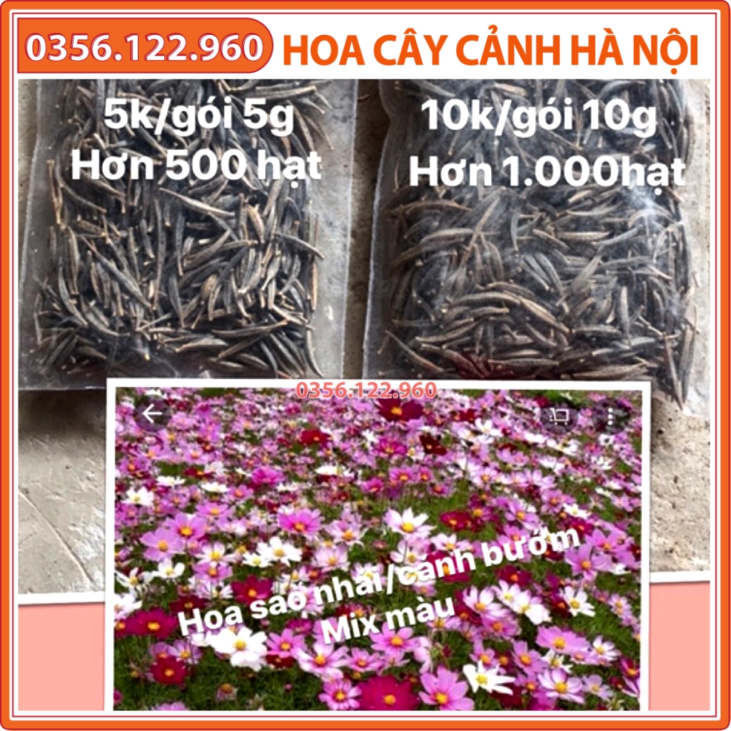 200g Hạt giống hoa cánh bướm sao nháy hoa bươm bướm hạt trắc mẩy nảy mầm khỏe
