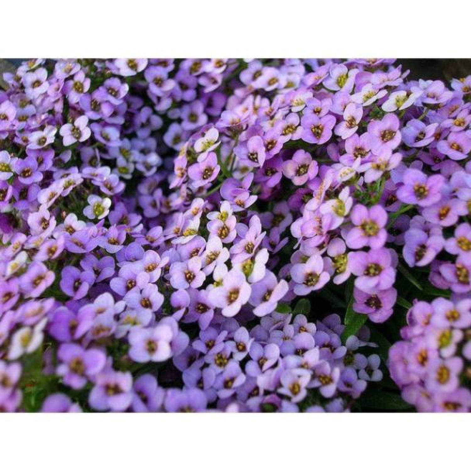 MA62A GÓI 50 Hạt Giống Hoa Ngàn Sao Baby Viotlet Queen