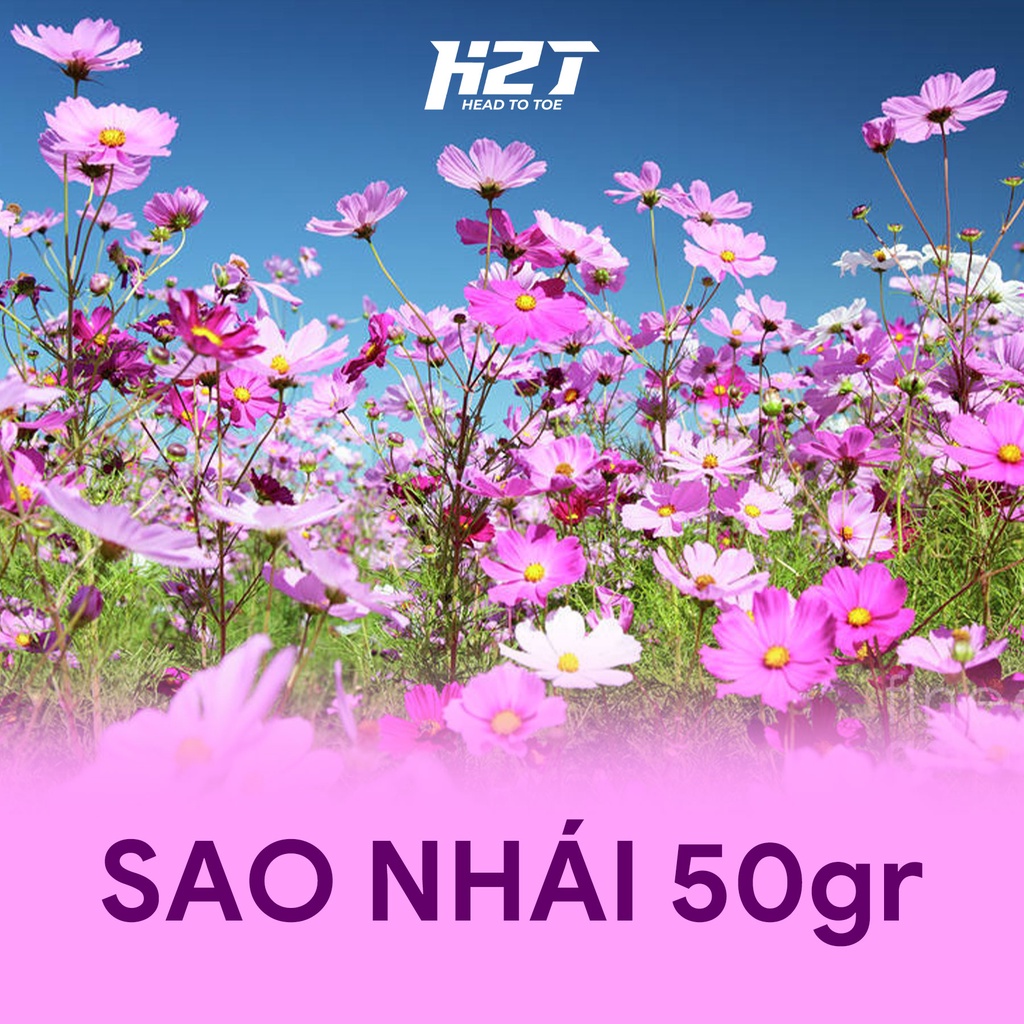 Hạt giống hoa sao nhái - cánh bướm mix màu đỏ hồng trắng cao dễ trồng