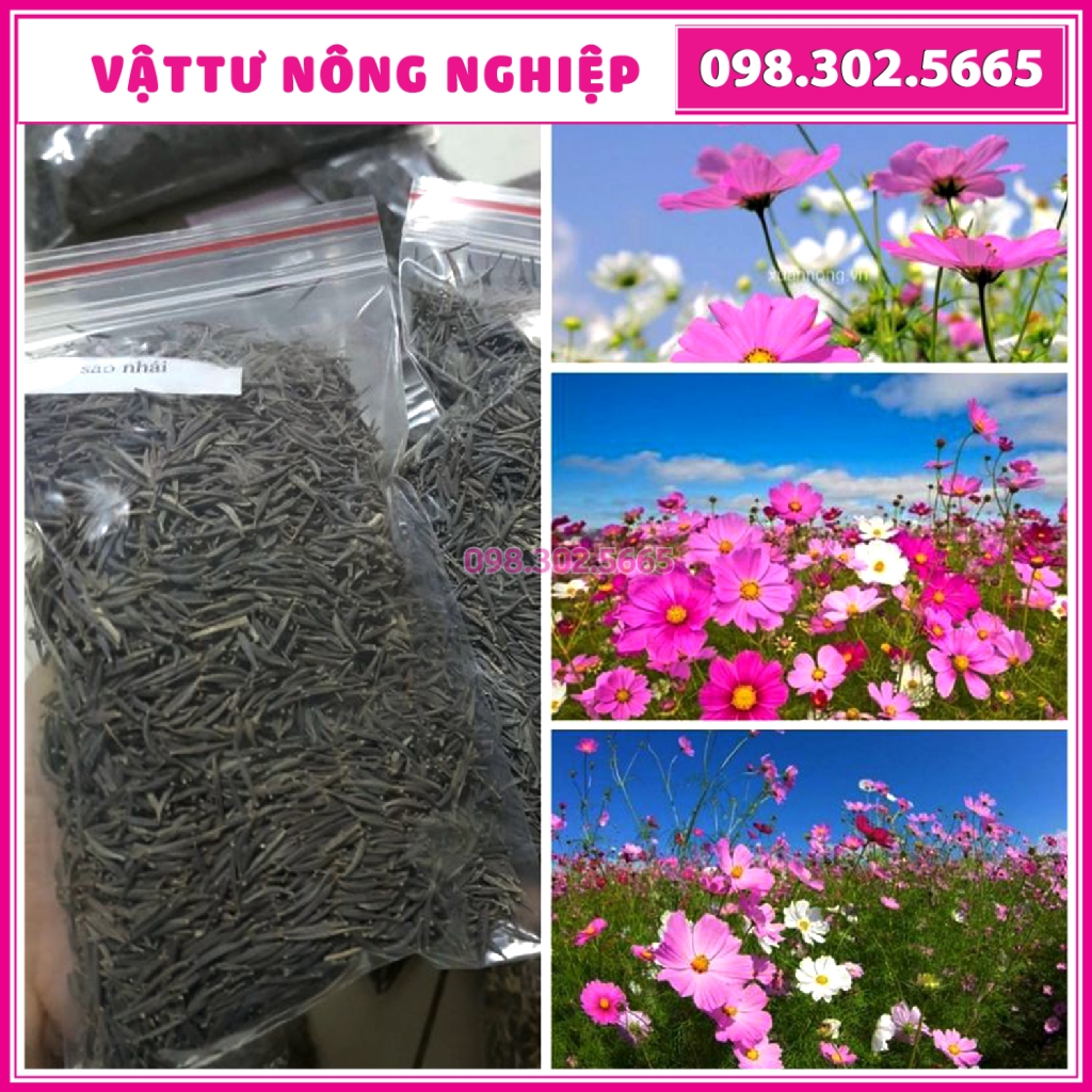 [Rẻ mà chất lượng] 100g Hạt giống hoa cánh bướm sao nháy hoa bươm bướm hạt trắc mẩy nảy mầm tốt dễ t