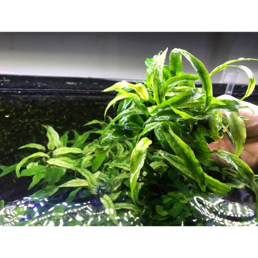 Trầu Bà Nghệ (Ráy Lưỡi Hổ)