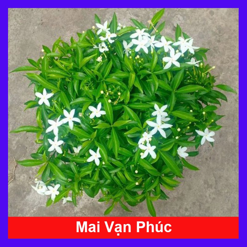 Mai Vạn Phúc - Cây cảnh sân vườn - caykiengsadec