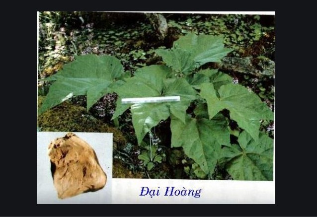 [1KG] Đại hoàng - Tốt cho người bị táo bón bí đại tiện và bế kinh do thực nhiệt -TDV288