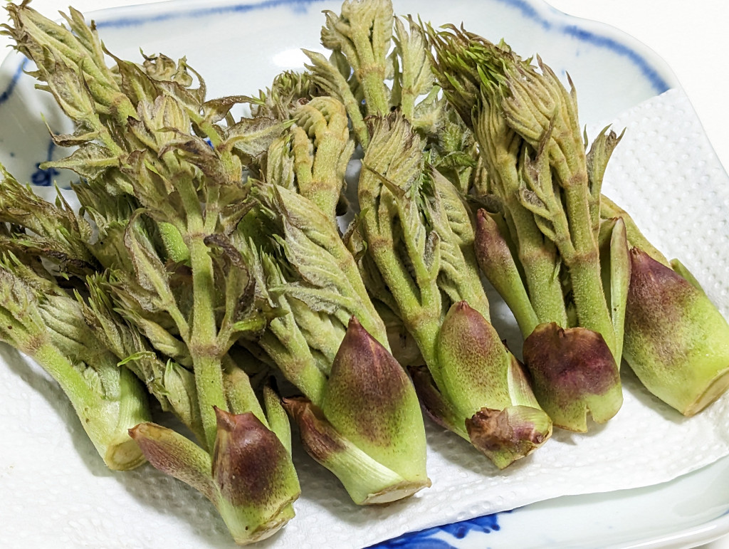 Hạt Giống Rau Mầm Gai - Vua Của Các Loại Rau
