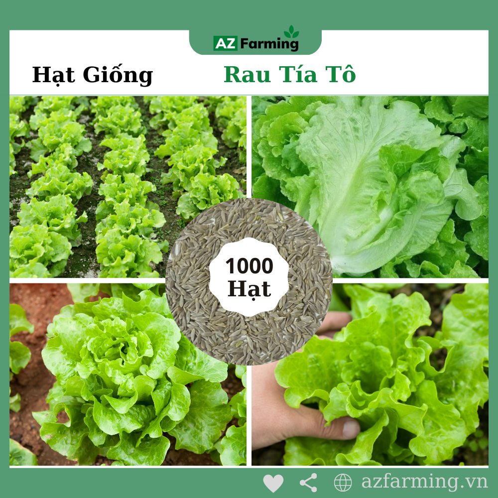 Hạt Giống Rau Xà Lách Sanchu - Gói 1000 Hạt - AzZ Farming