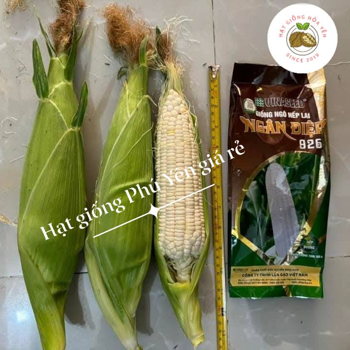 Hạt giống bắp nếp ngọt lai F1 Ngân Điệp 926 gói 500gam