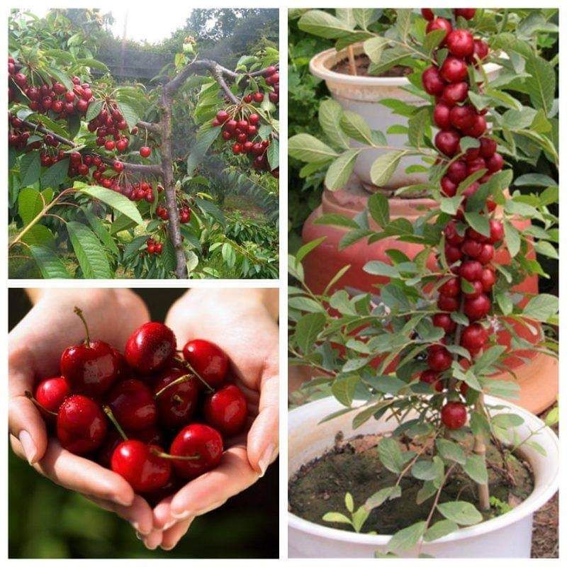 CÂY GIỐNG CHERRY MỸ