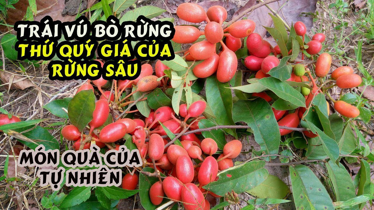 Cây Vú Bò Rừng 1 Kg Tươi