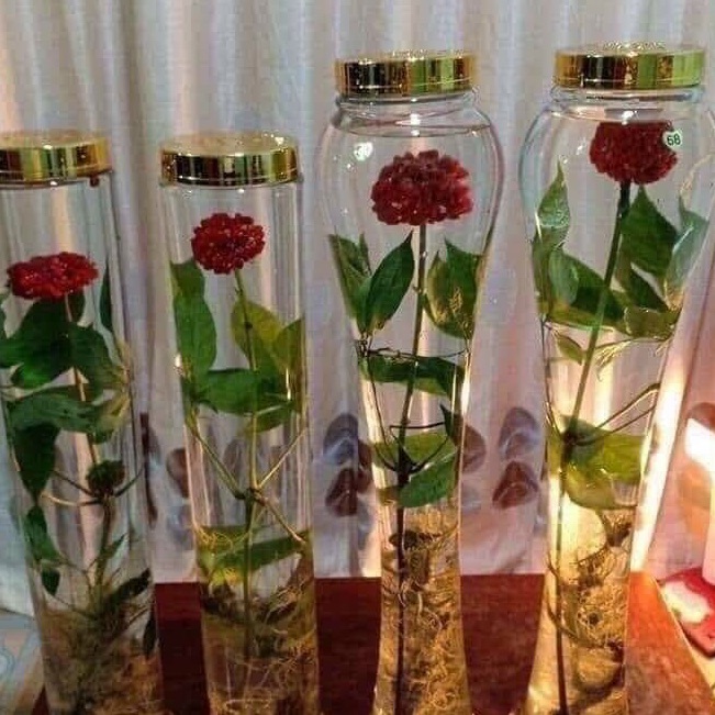 TAM THẤT NGUYÊN CÂY (120k/1cây bán từ 5 cây)