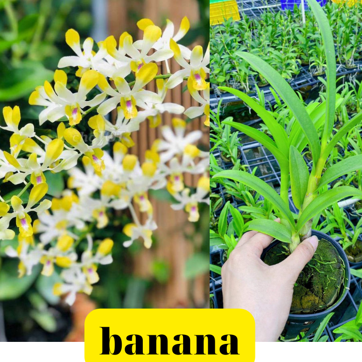 [Giá hủy diệt] Hoa Lan Dendro Banana Alowana hoa thơm chậu cây trưởng thành cây khỏe sắp có ngồng hoa