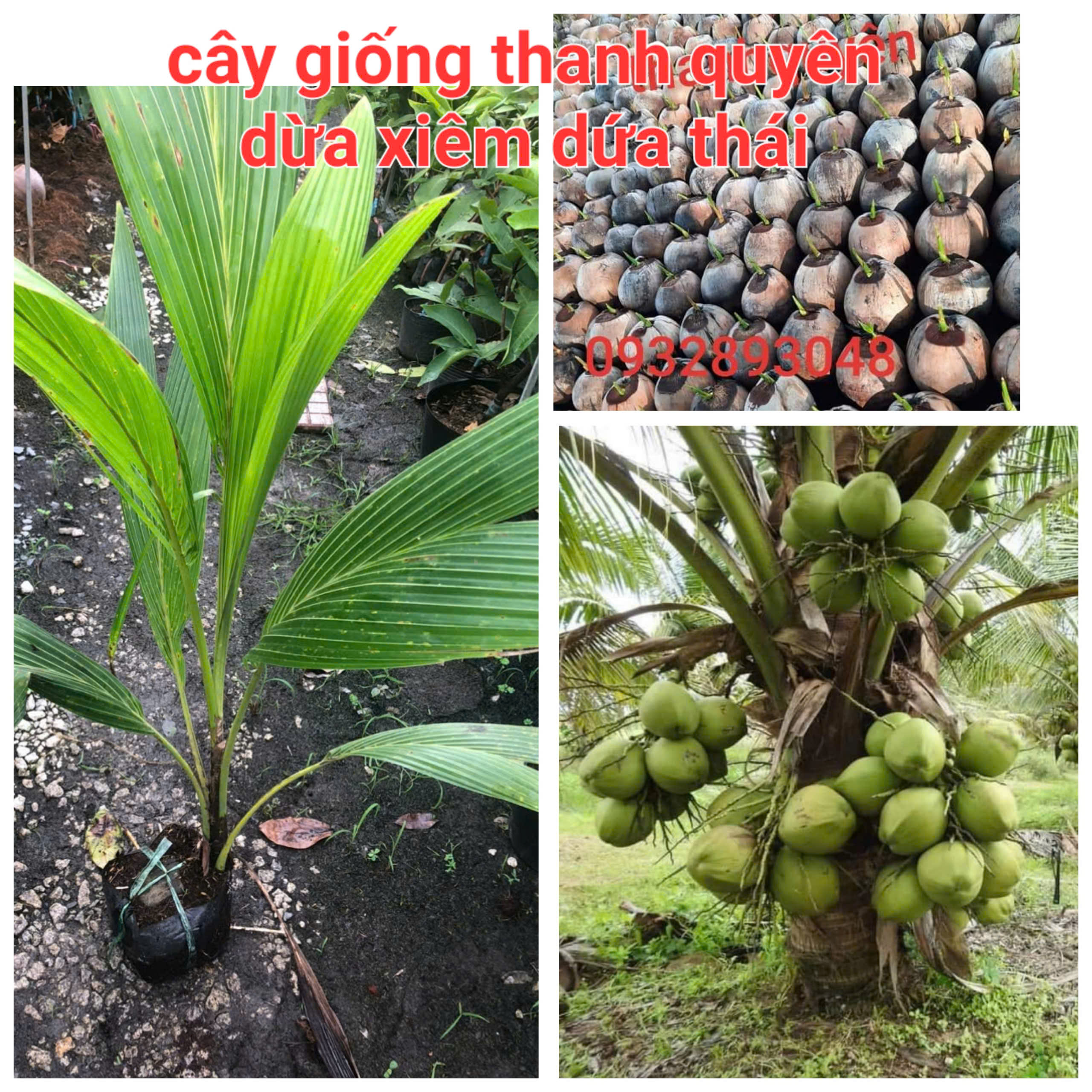 DỪA XIÊM DỨA THÁI.CÂY CHUẨN GIỐNG, CAO 50CM -100CM TUỲ THEO LÔ, CAM KẾT CHUẨN GIỐNG 100%