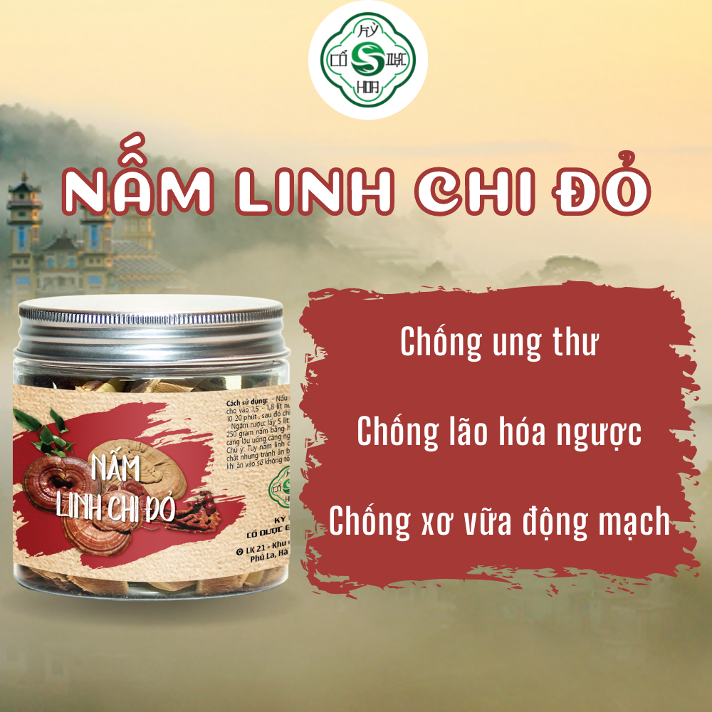 Nấm Linh Chi Việt Nam Cổ Dược Kỳ Hoa - Tăng Đề Kháng An Thần Giảm Mỡ Máu Cải Thiện Các Triệu Chứng Nhức Đầu Chóng Mặt Tức Ngực Tay Chân Lạnh Ra Nhiều Mồ Hôi Hạ Huyết Áp Và Giảm Cholesterol