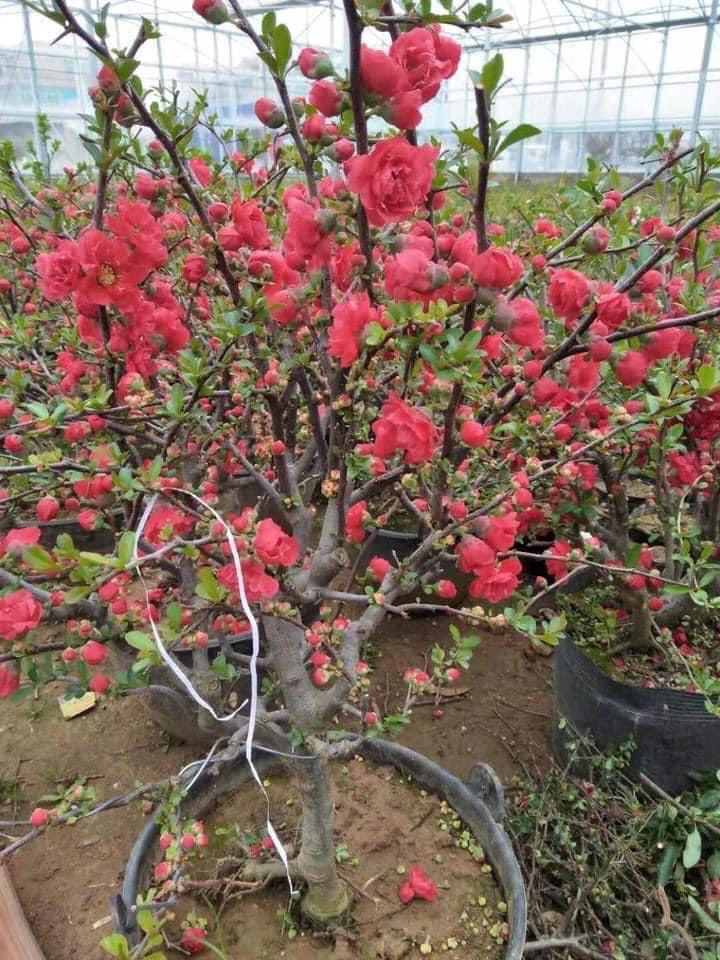 cây hoa mai đỏ Nhật Bản cây tiểu cảnh chơi Tết nở chuẩn tết âm nhiều nguyên nụ cây đẹp