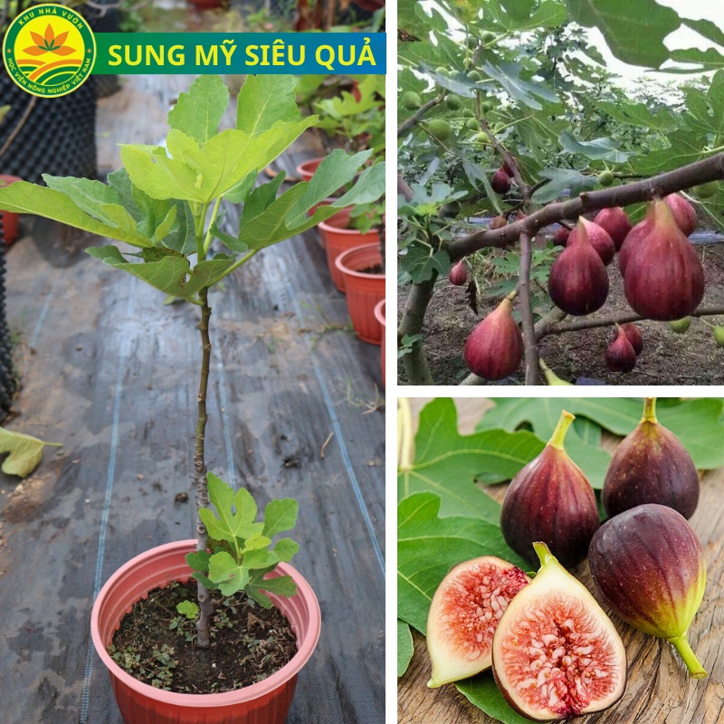 Cây giống sung lùn mỹ giống sung quả to siêu ngọt không bị chát giống cao 40cm cho sau sau 6 tháng t