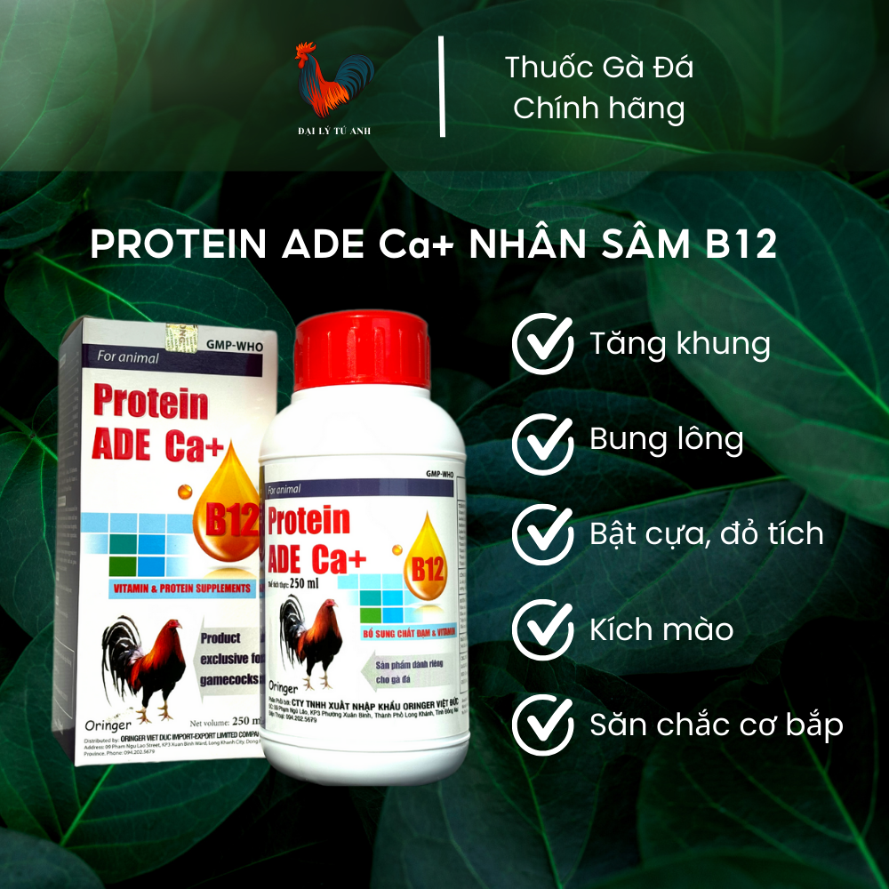 ĐẠM Gà Đá NHÂN SÂM PROTEIN B12 chiết suất NHÂN SÂM Gà Đá (Chất lượng Giá tốt Giao nhanh)