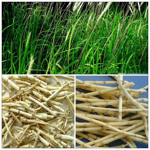 1Kg Rễ Cỏ Tranh (Bạch Mao)