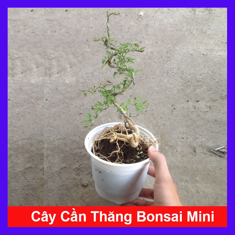 Cây Cần Thăng - Cây cảnh Bonsai mini - cây cảnh mini - cây cảnh để bàn - caykiengsadec