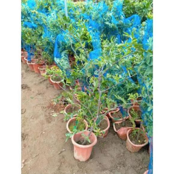 Cây giống Hồng Táo Táo Đỏ Tân Cương