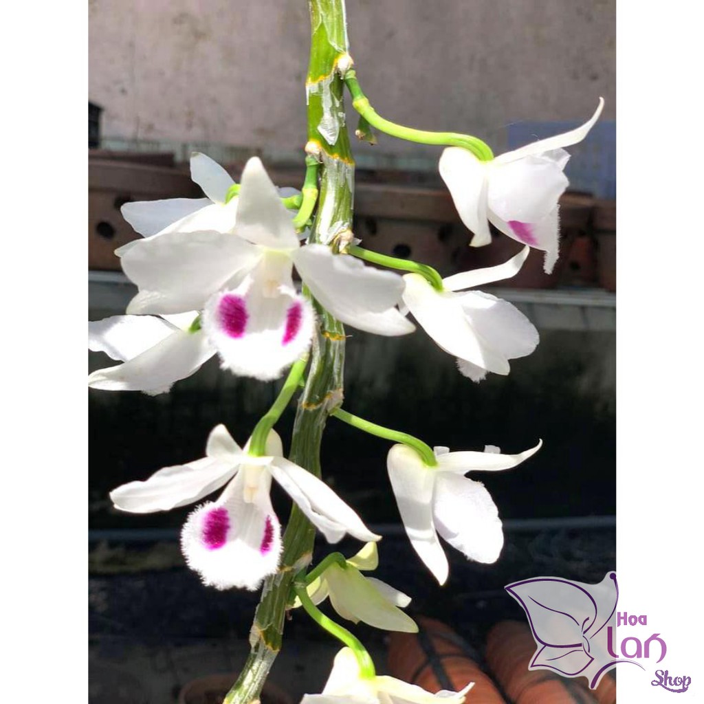 Hoa phong lan giả hạc đột biến 5 cánh trắng phú thọ