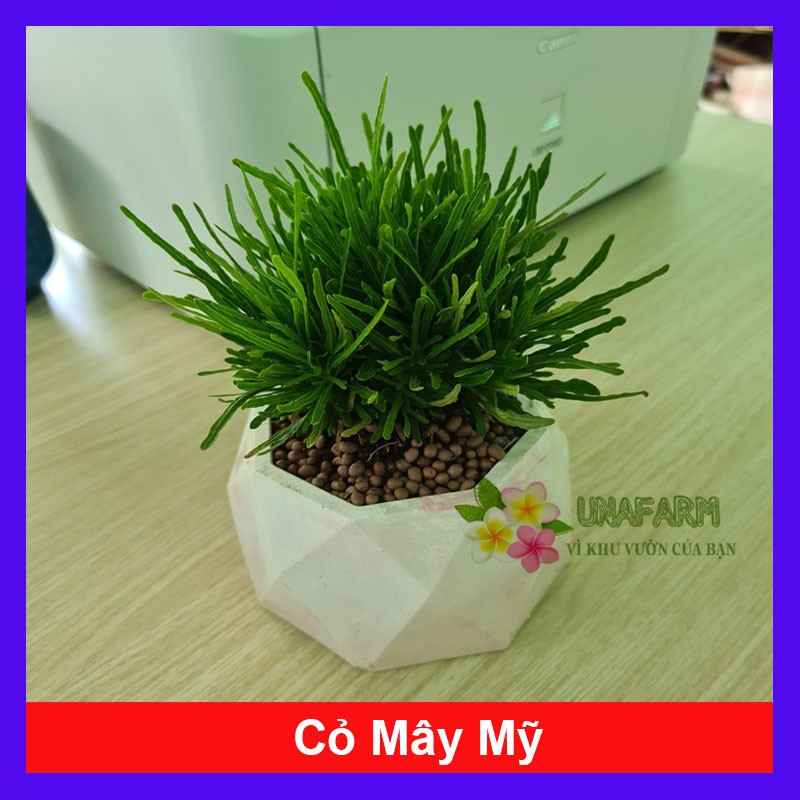 Cây cỏ mây mỹ - Cây cảnh để bàn - cây cảnh mini - cây cảnh để bàn - caykiengsadec