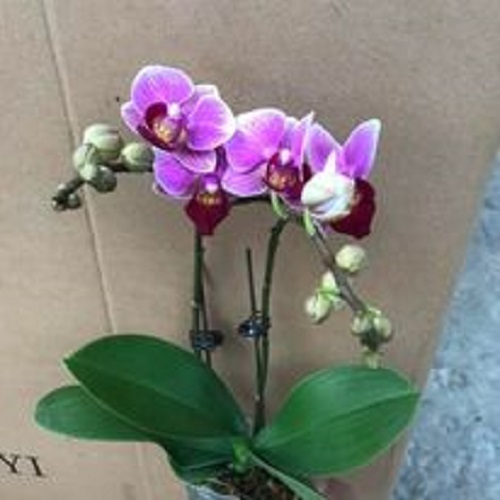 Cây Lan Hồ Điệp khủng cốc 3.5 giống Đài Loan hoa to dài và cực bền - Nữ hoàng của các loại hoa