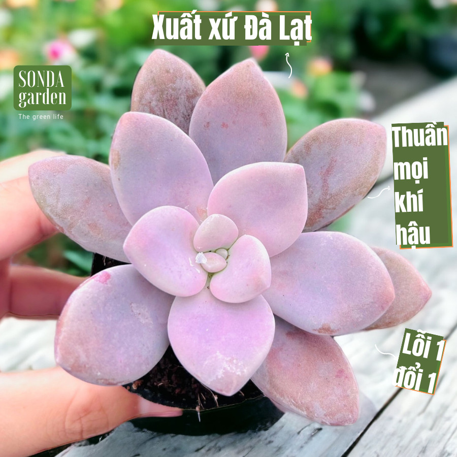 Sen đá sỏi tiểu thư SONDA GARDEN size bé 5-8cm cây cảnh trang trí nhà cửa lỗi 1 đổi 1