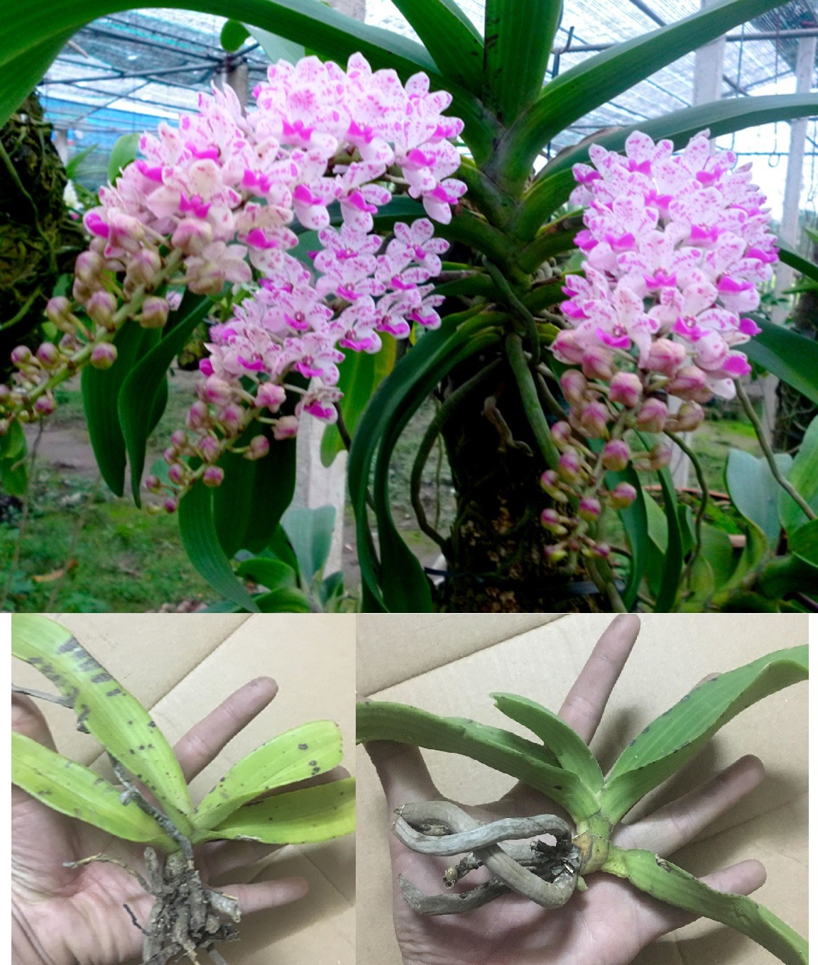 Cây giống hoa lan đai châu  Nghinh xuân Ngọc Điểm rừng đã ghép vào chậu- Hoa phong lan rừng + Tặng 4 Cây Chè Xanh