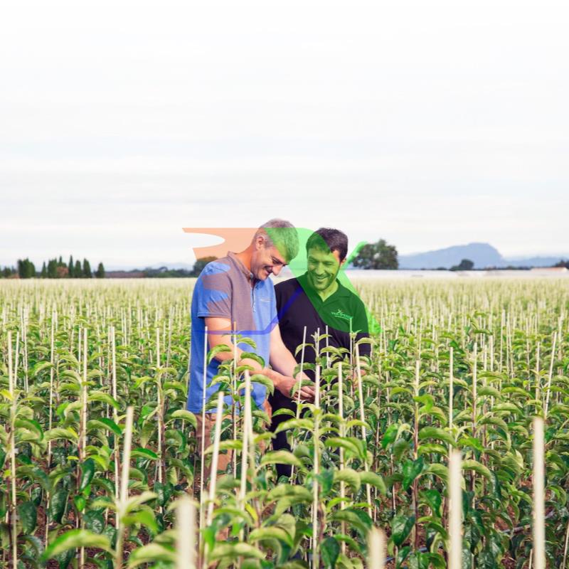 Phân Bón Natri 4 Chelate Edta Tetrasodium Na4 Edta Edetate Sodium (1 Kg)