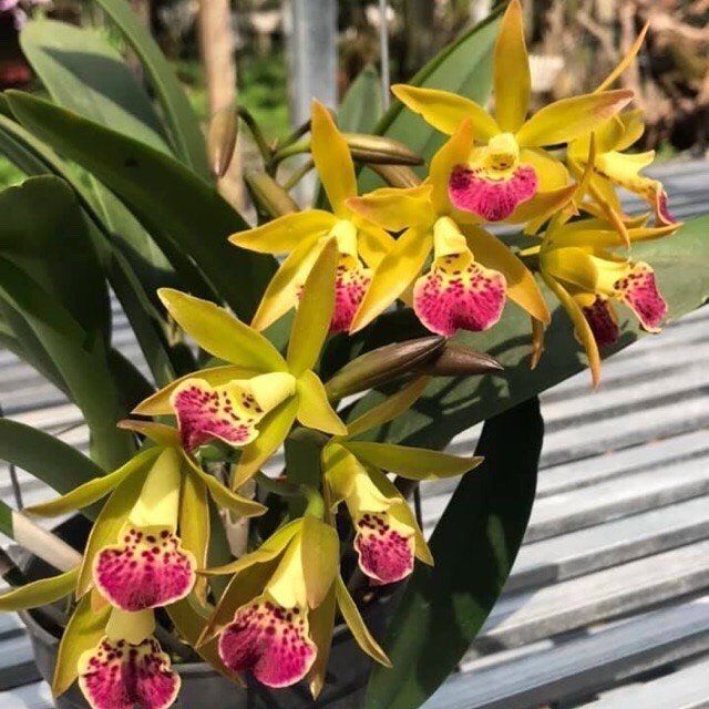 Brass phượng hoàng lửa cây giống