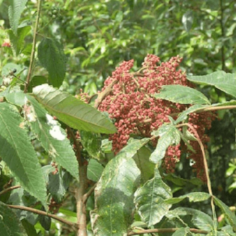 Cây muối 1kg khô