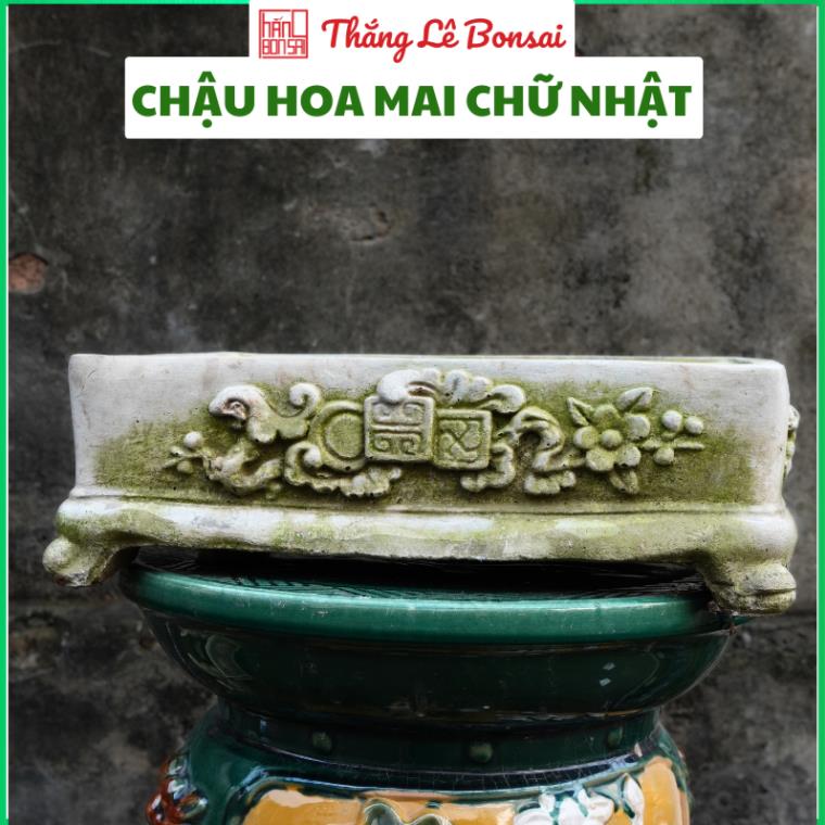 Chậu Cảnh Hoa Mai - Họa Tiết Nổi Trồng Cây Bonsai