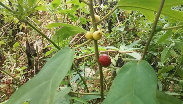 Cây Vú Bò 1Kg Tươi