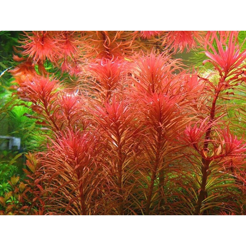 Hồng Thái Dương Lá Nước/Lá Cạn - Cây Cắt Cắm - Cây Thuỷ Sinh