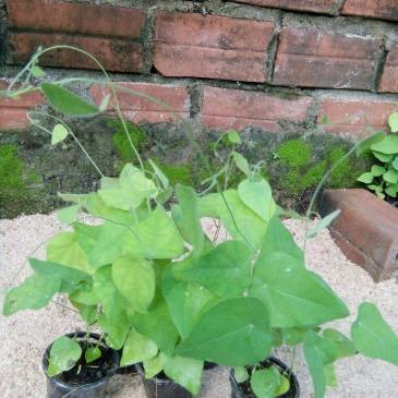 Sương Sâm Lông - Chậu Rau Dược Liệu cây sương sâm dây sâm lông lá mối. Là loài dây leo tuổi thọ hơn