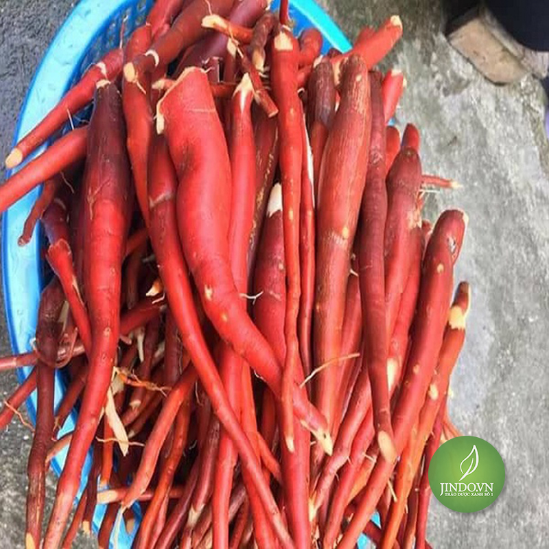 Sâm cau đỏ (1kg tươi) - OLF036