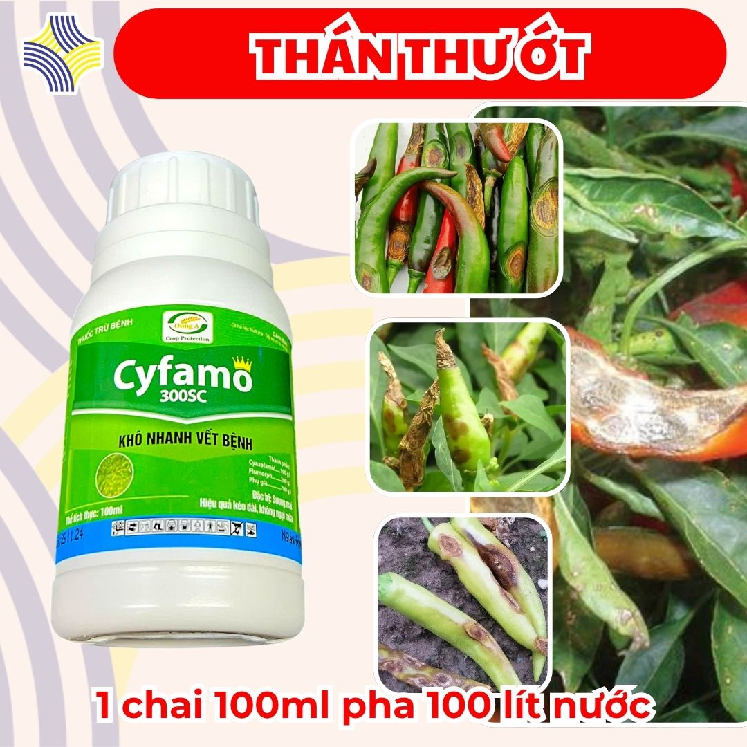 Cyfamo 300SC (Cyazofamid + Flumorph) – Kiểm Soát Thán Thư Ớt Giữ Lá Xanh Khỏe Hạn Chế Lan Rộng Vết B